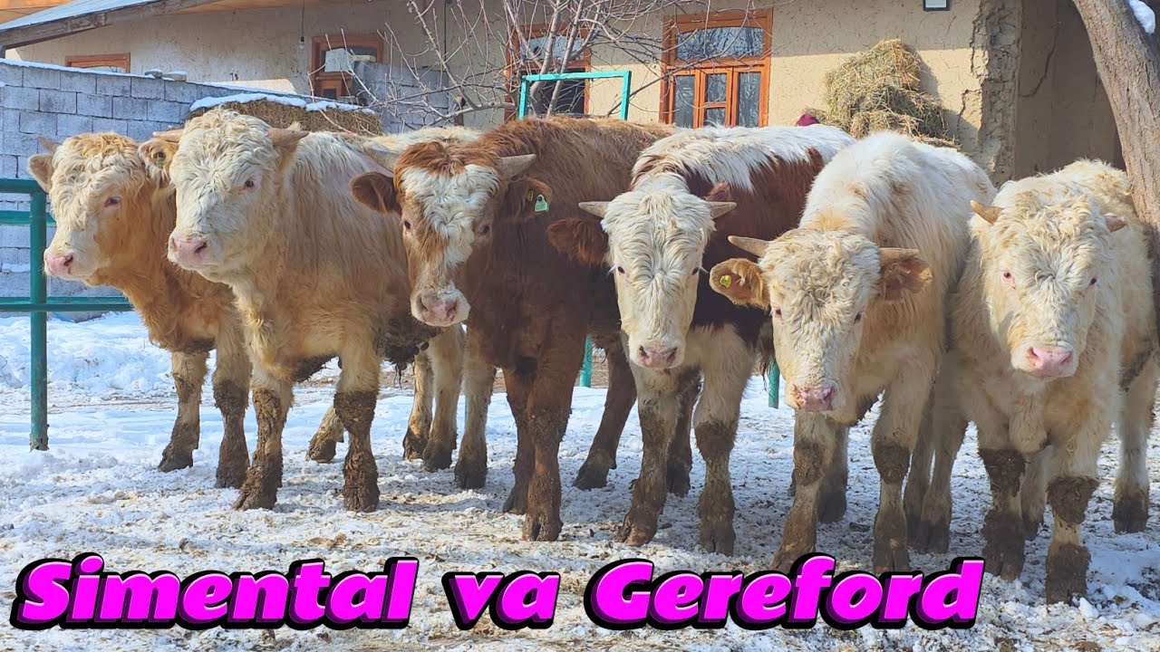 Simental va Gereford Buqalar Rasuljon Akadan Yemlashga Tayyor va Yosh  Buqalar 26-yanvar, 2026