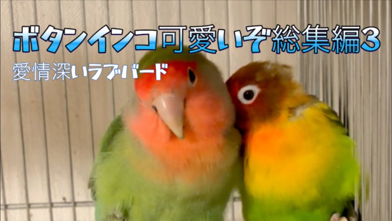 ボツだけど可愛い総集編3
