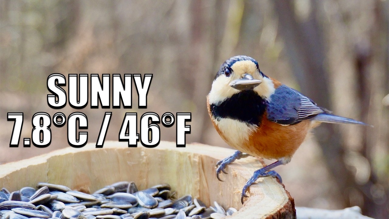 [4K] Active Winter Birds ASMR | Milder Sunny Morning (7.8°C / 46°F)
