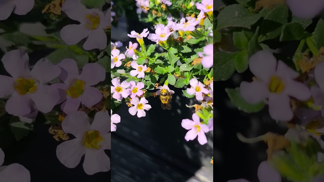Бакопа Blutopia Blue 💜Bacopa Blutopia Blue 🌿