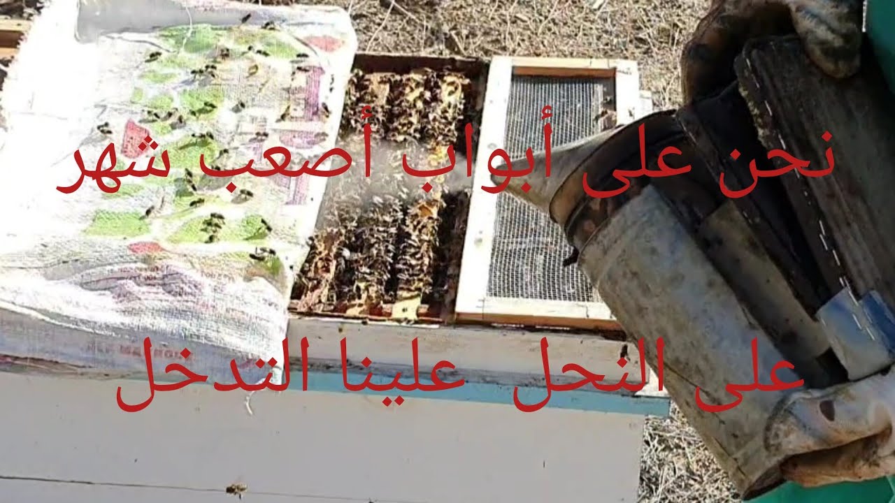 أيها النحالين أصعب شهر على النحل يجب علينا التدخل 
