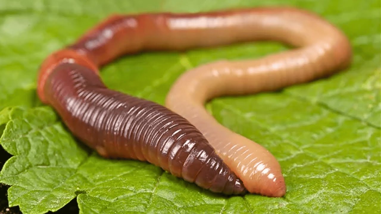 Filo Annelida – Parte 1: Características Gerais.