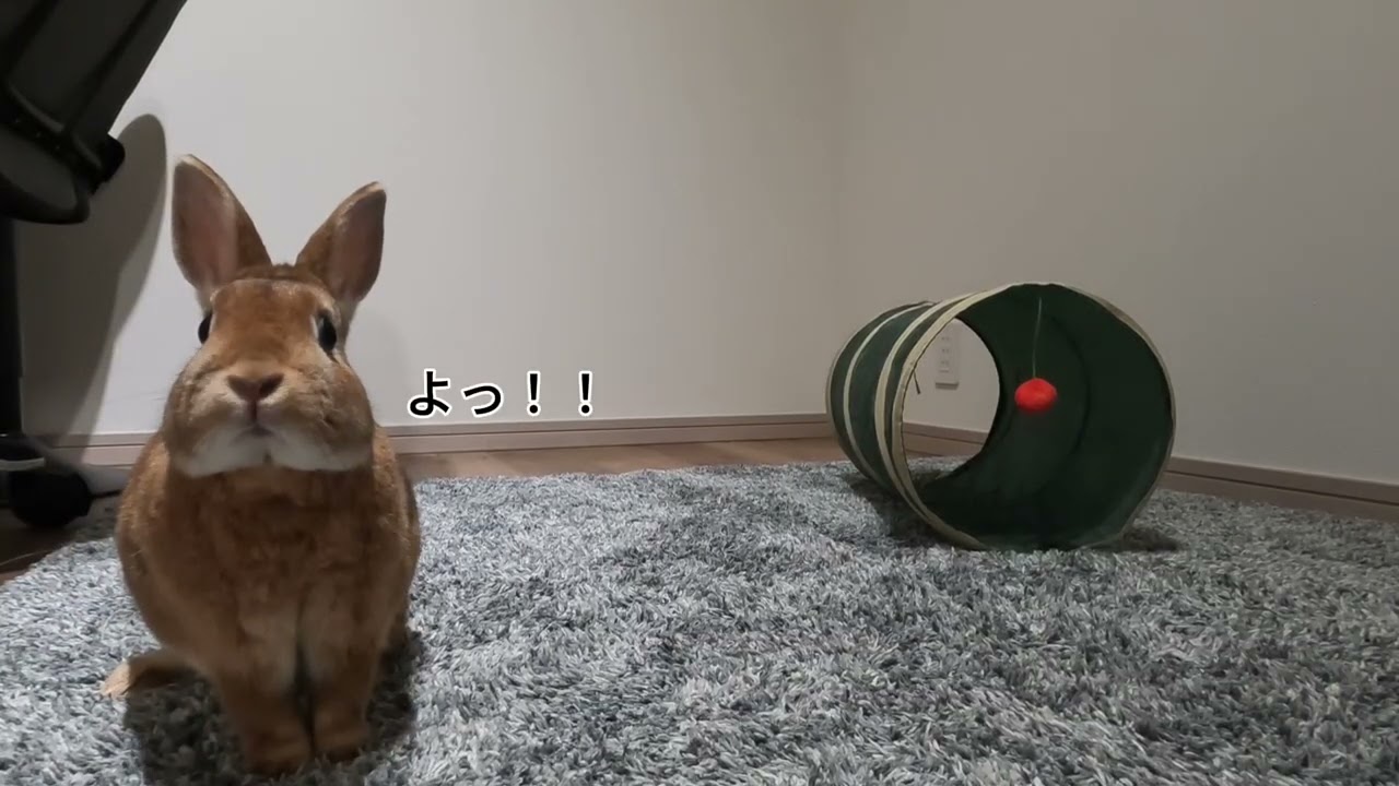 ただうさぎと遊ぶだけの動画