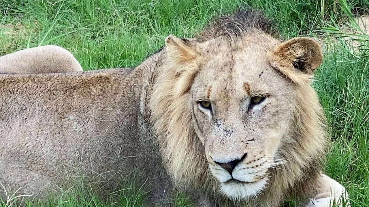 Sabi Sand Private Game Reserve - Young Ottawa male lion 3 meters away from the vehicle.