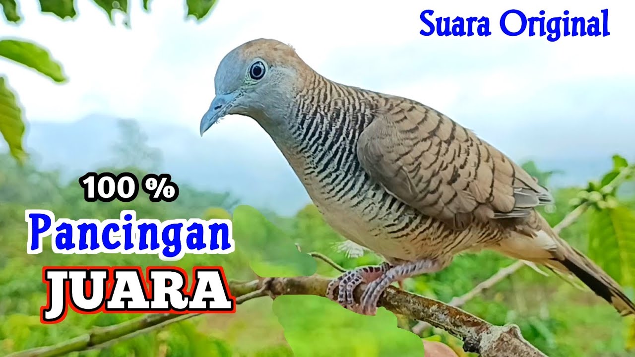 Pancingan Suara Burung Perkutut Pikat Gacor 100% Paling Ampuh