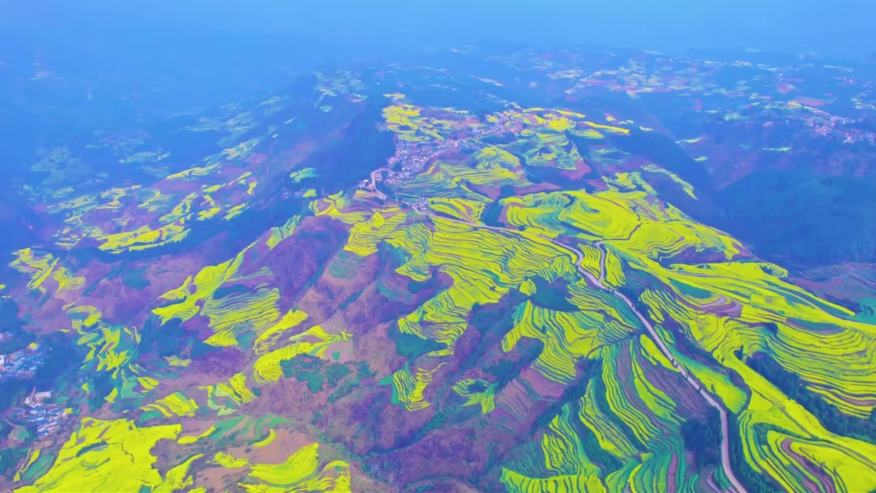 Rapeseed Flowers in Luoping, Yunnan