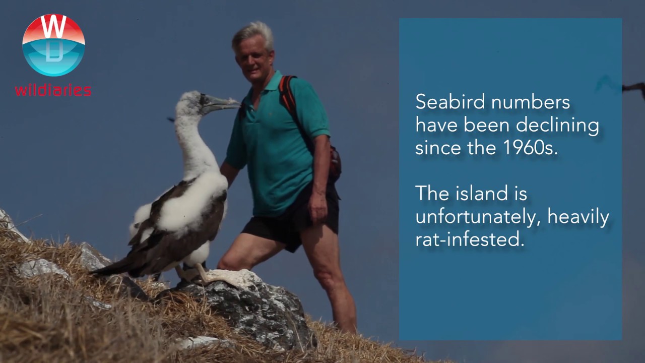 Seabird colony of Manuk Island in Indonesia
