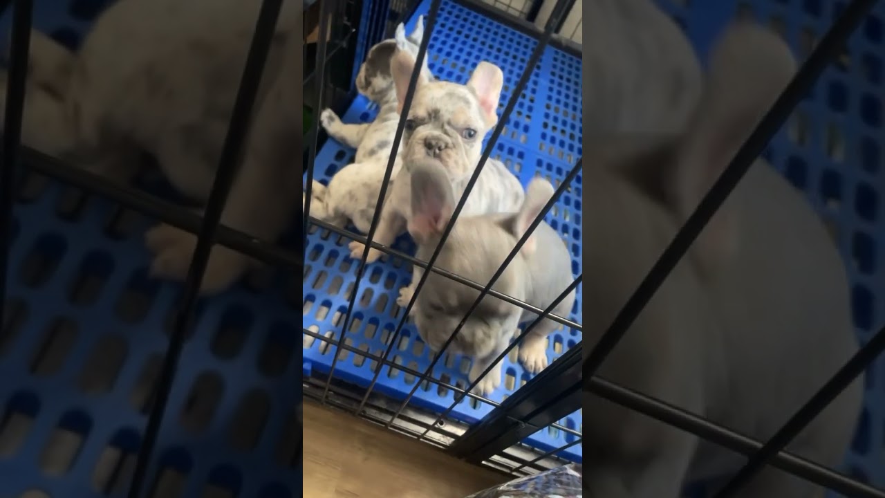 Exotic Frenchie puppies at 7 weeks old #frenchbulldog #puppy #trending