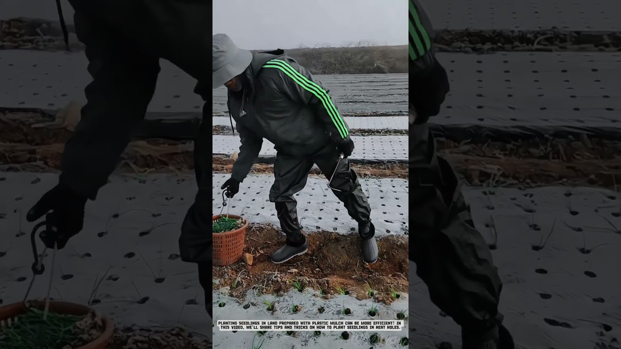 Winter Planting Techniques for Onion Cultivation #farming #satisfying