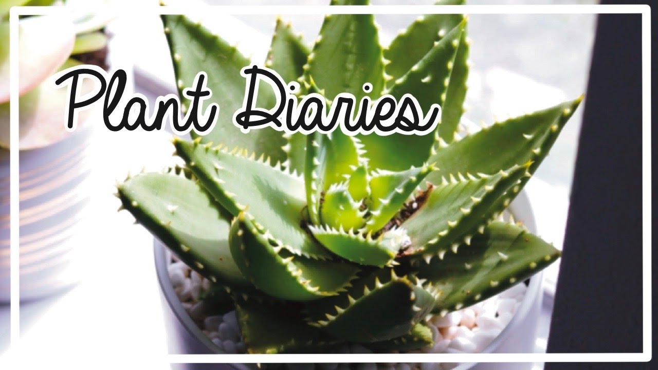Plant Diaries 2