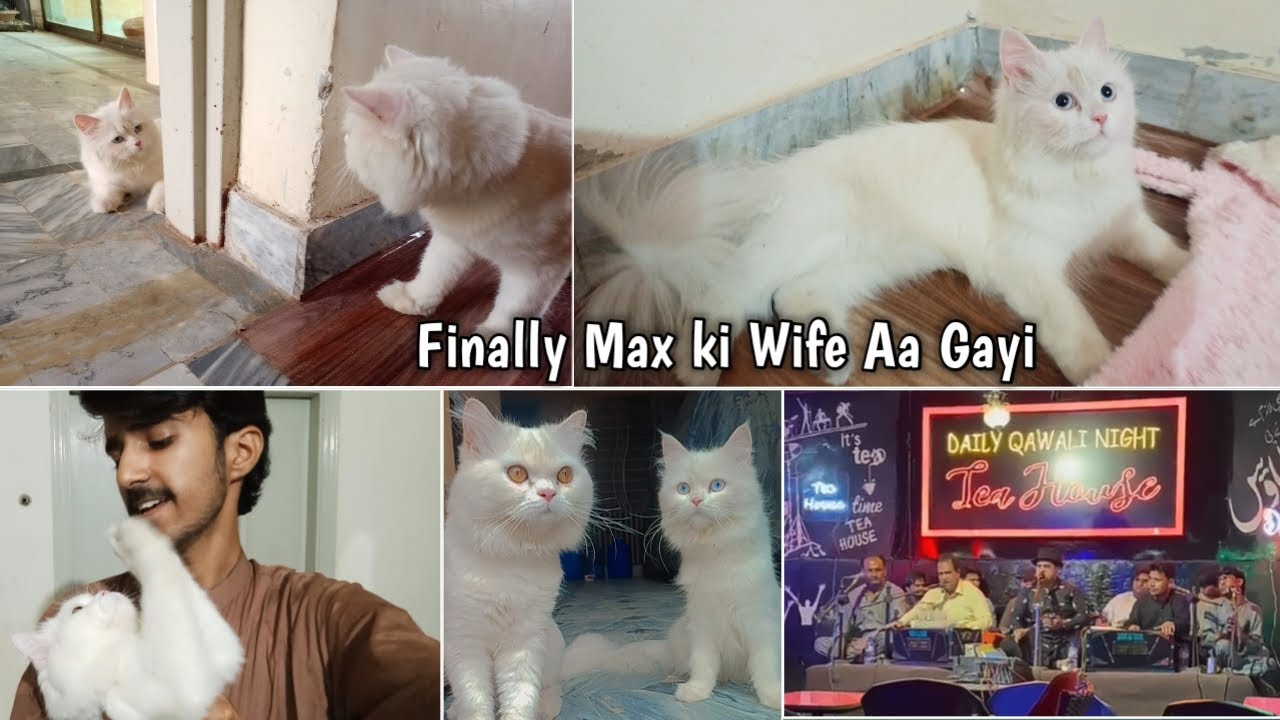 Max Ki Wife Le Aye 😍 || Qawali night🌙 | Rehan & Max