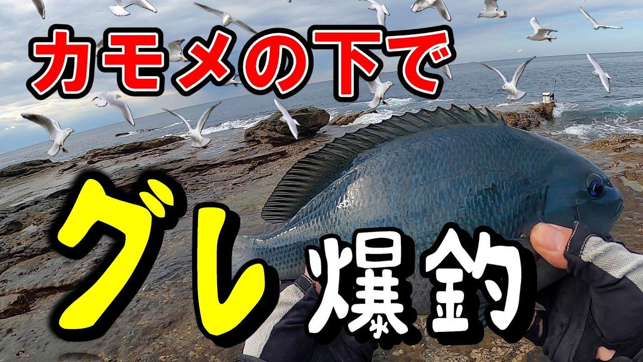 【市江　アナノウミ】カモメの下に流したら・・・まさかのグレ連発！