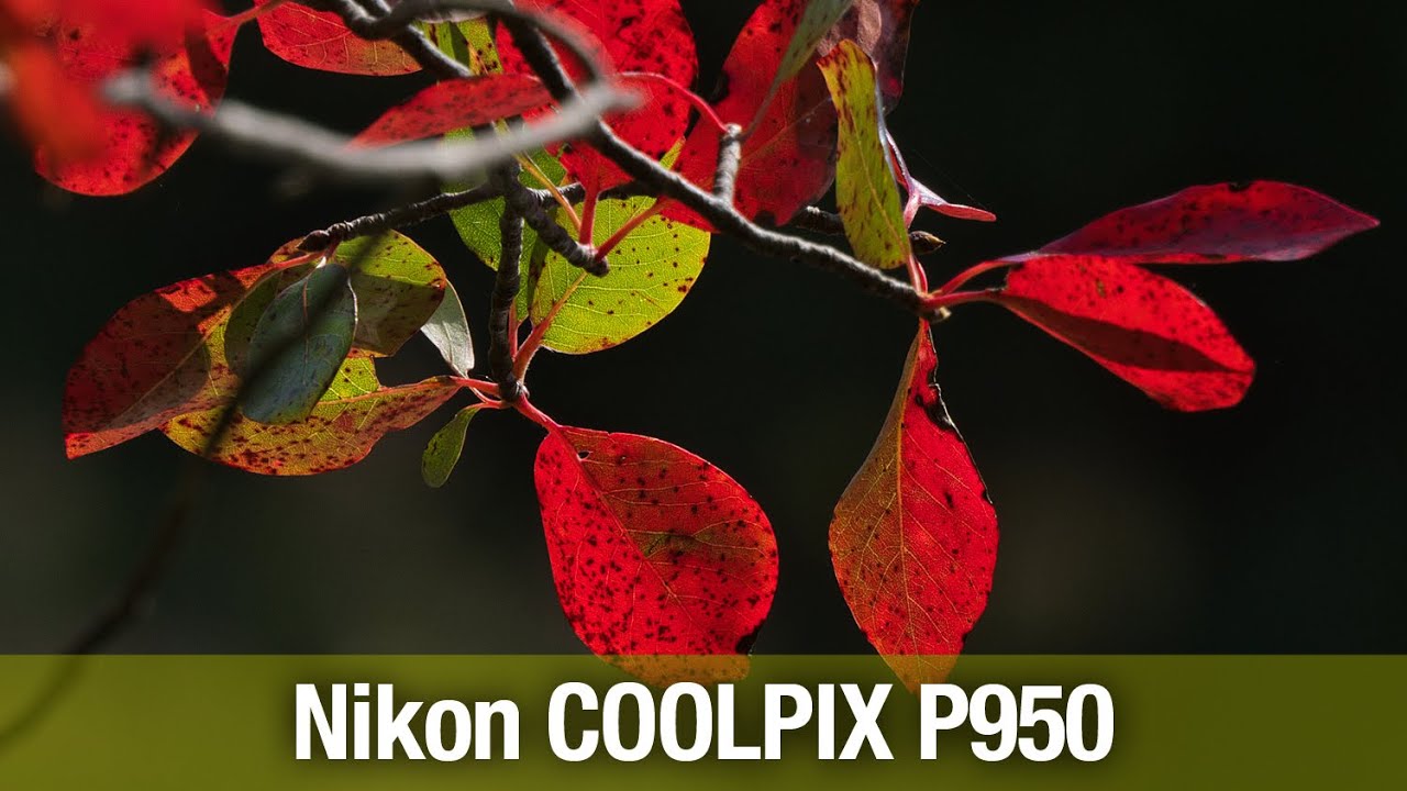 Nikon COOLPIX P950 (09-21-2023)
