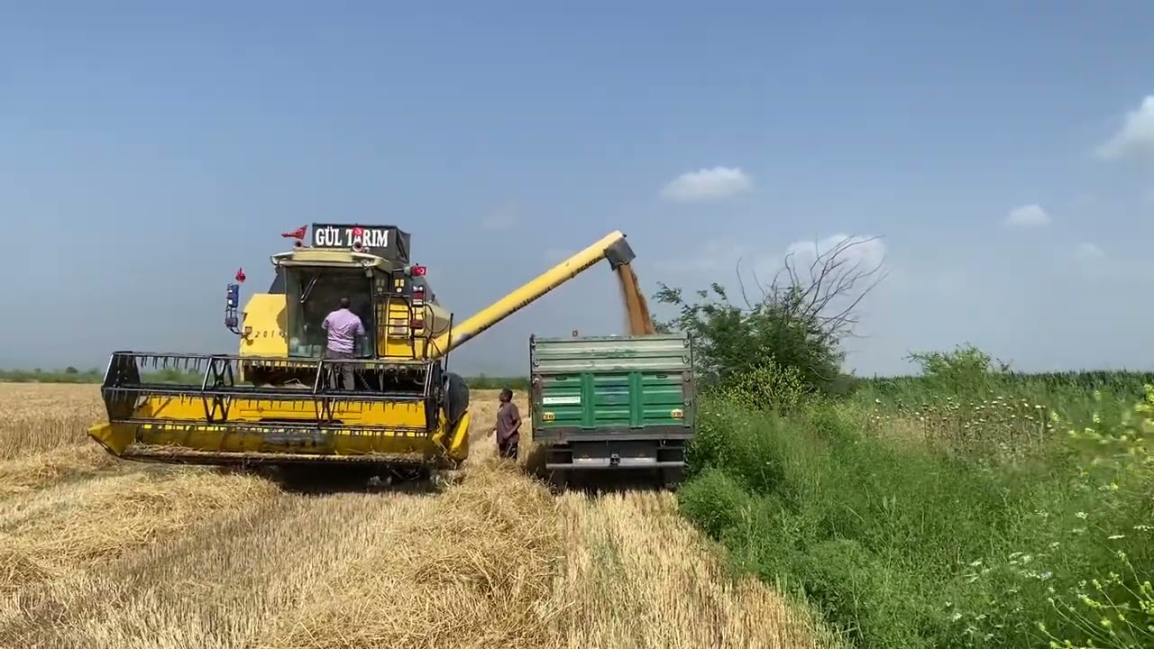Newholland TC5070 27 Mayıs 2025 Buğday Hasat Ederkene