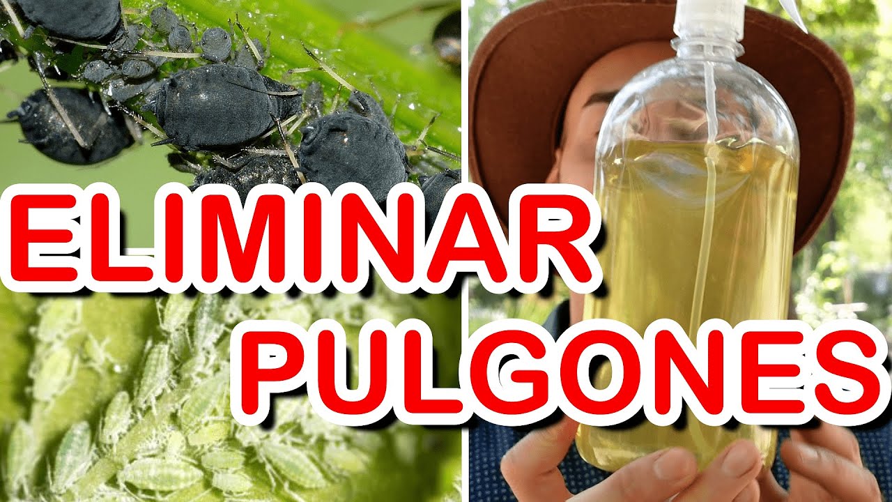 REMEDIO CASERO Para ELIMINAR Ya Mismo!! PLAGAS En Tus PLANTAS ❗ INSECTICIDA Para Quitar PULGONES