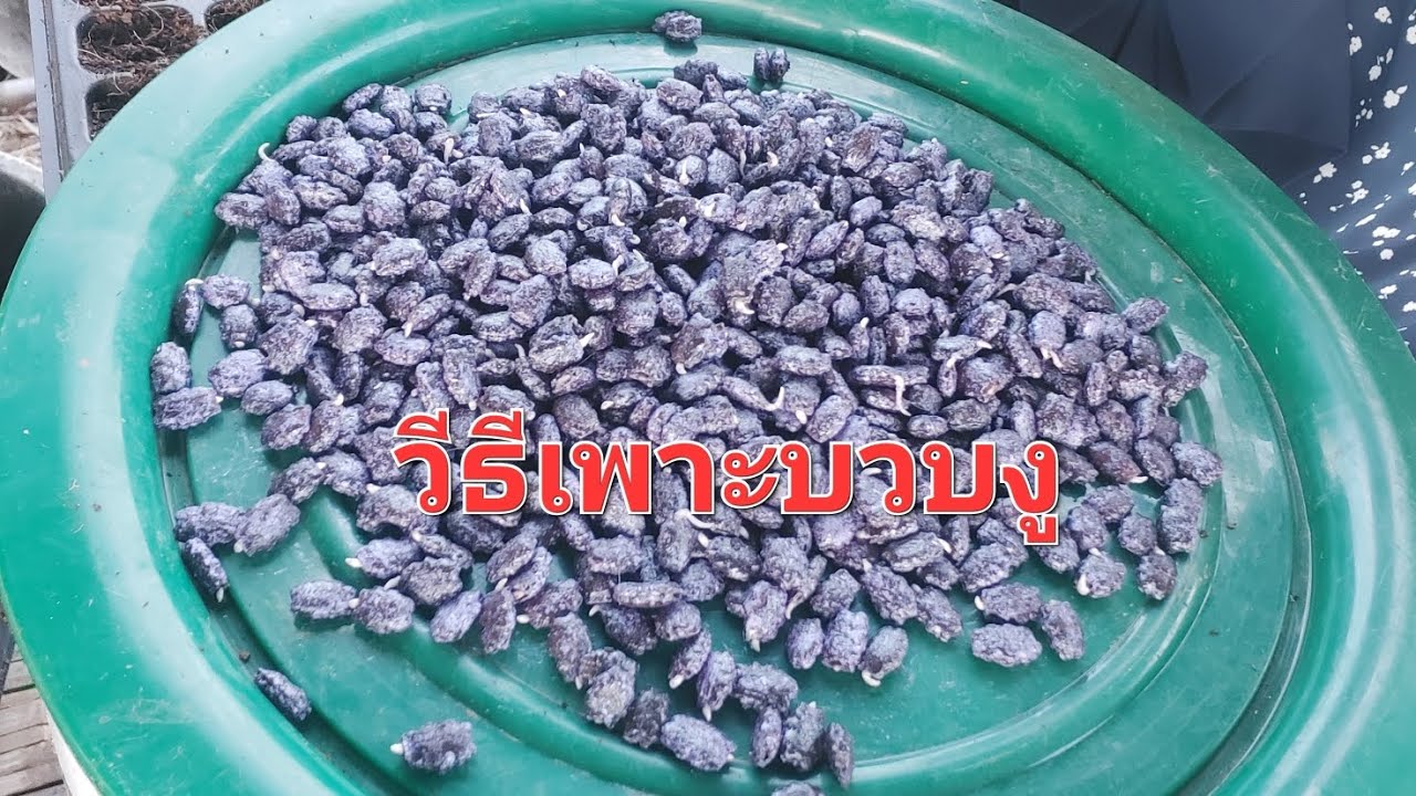 วีธีทำให้บวบงูงอก/วีธีเพาะบวบงูทำอย่างไร? มาดูเลยจ้า