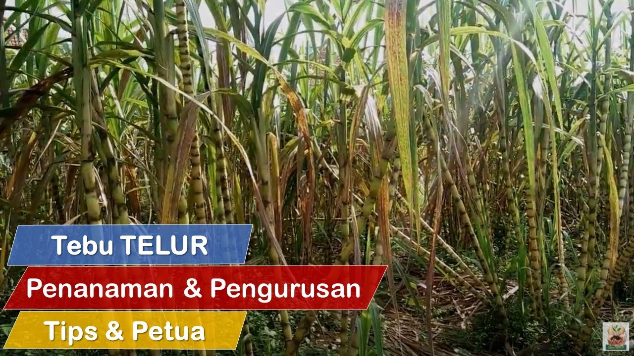 [ Tebu ] CARA Tanam TEBU TELUR & CARA Penjagaan Dan Pengurusan Tebu Telur