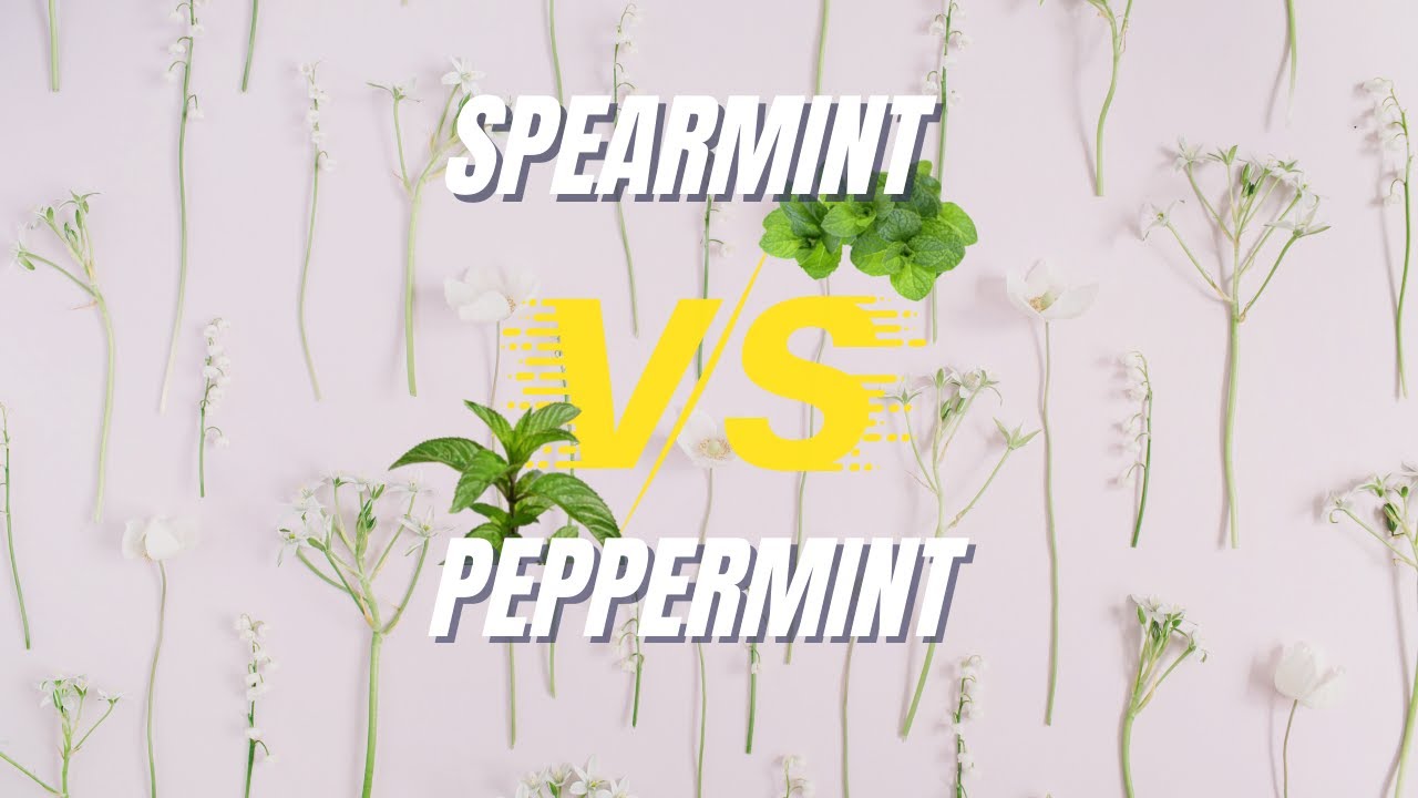 Разница между перечной и колосистой мятой. #мяташоколад #пермакультура #садтрапов #мятноерастение