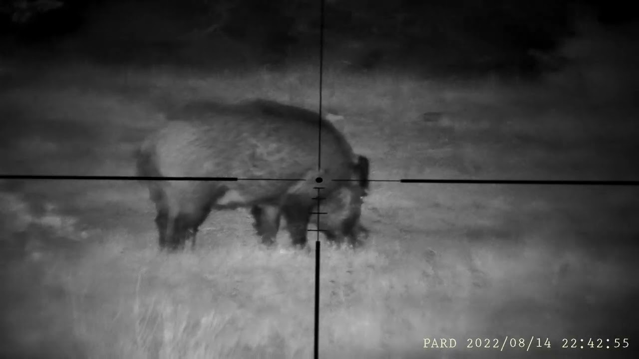 PARD NV007S. 80 mtrs