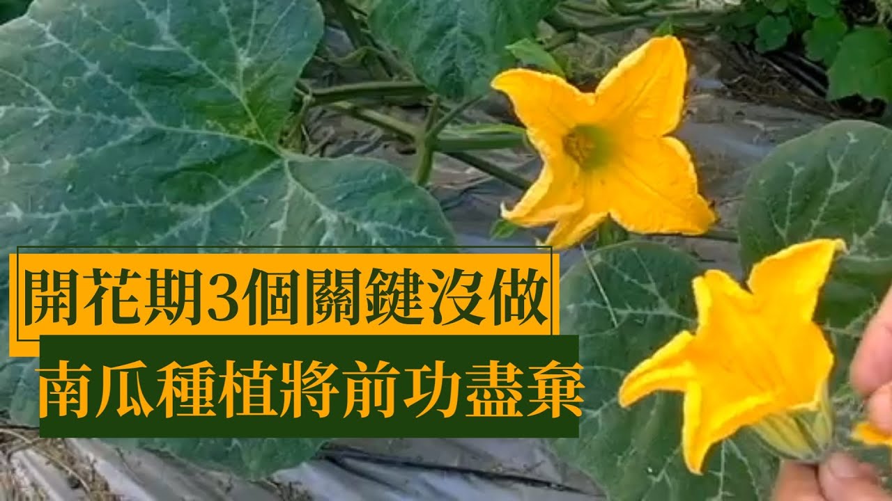 如何讓授粉南瓜成長到收成，並防止果實蠅叮咬 | 阿星種植
