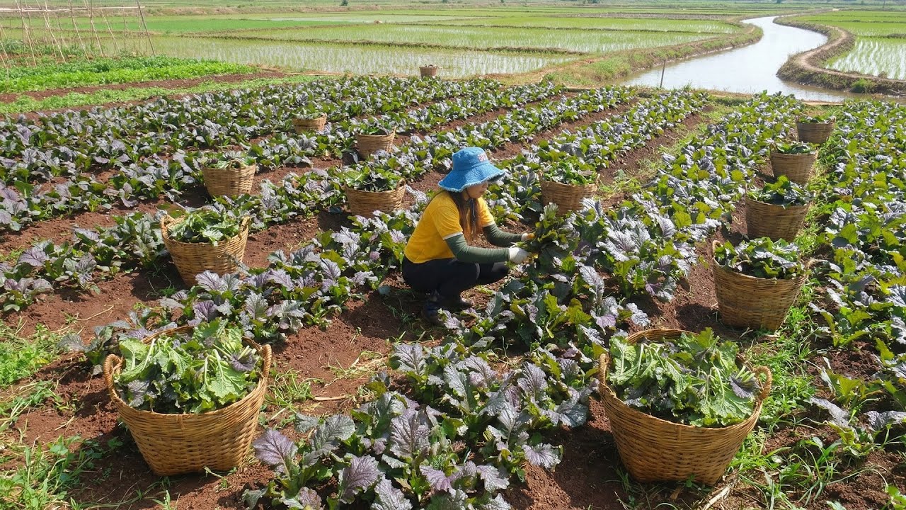Harvest Purple Mustard Plant After 65 Days Of Planting To Sell At The Market – Daily Farming