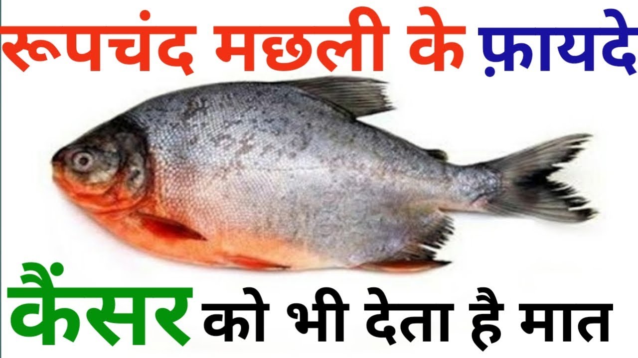 Roopchand Fish Benefits For Human || Red Bellied Piranha Fish Benefits