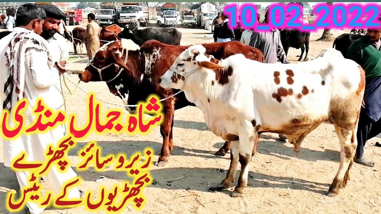 Cholistani Sahiwal Zero Size Bachre Bachrian Shah Jamal Mandi || Global Village Farming