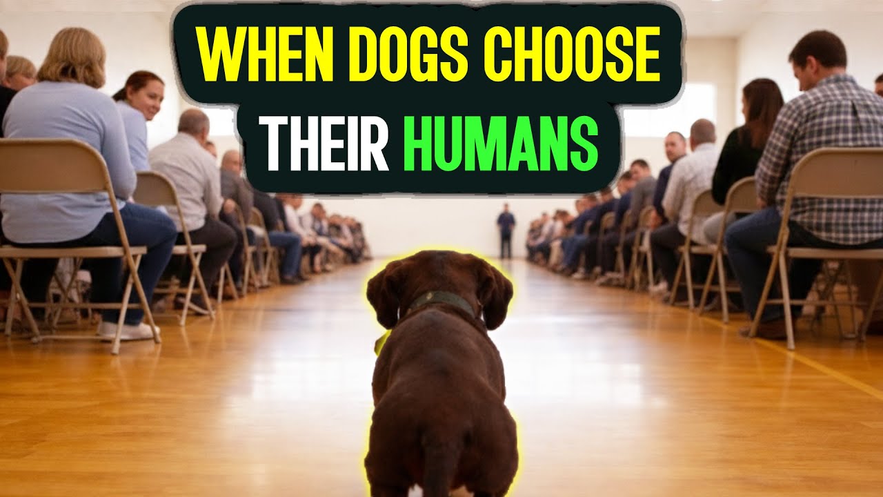 Emotional Dog Adoption: Dogs Choosing Their Owners