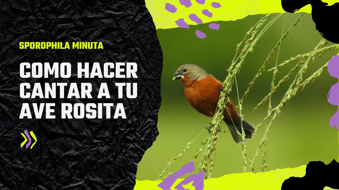 ¿COMO HACER? CANTAR A TU AVE ROSITA INMEDIATAMENTE -Sphoria minuta-