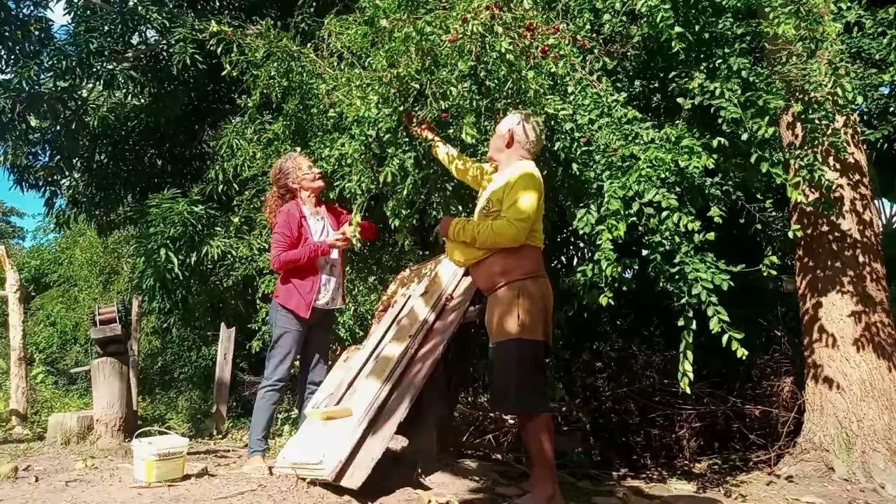 Colhendo acerola no quintal da minha mãe