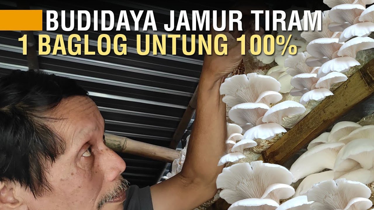 BUDIDAYA JAMUR TIRAM, MUDAH UNTUNG MELIMPAH