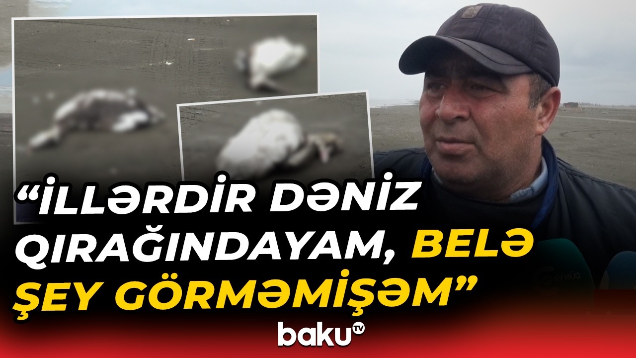Xəzərin sahilində quş cəsədləri aşkarlandı | AQTA-dan açıqlama - Baku TV