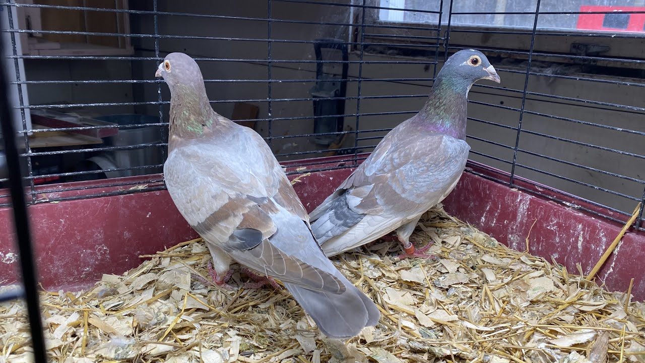 The difference between an indigo and a Ember pigeon. ￼