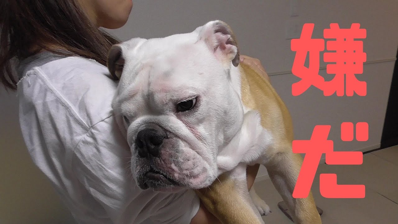 Burumaru the bulldog hates being weighed