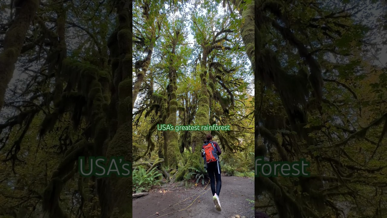Hoh Rainforest 🌲 Most Beautiful Places to Visit in the World 😍 Olympic National Park, Washington
