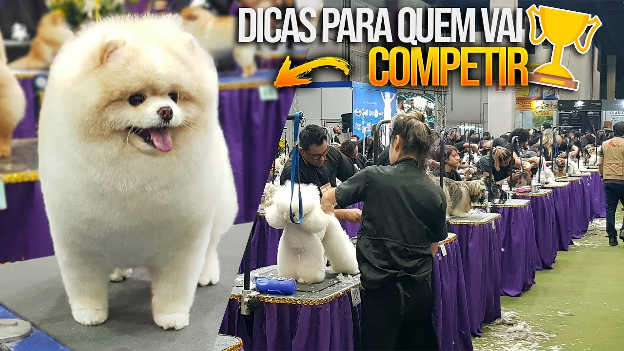 Dicas valiosas para competir no MASTER GROOM !