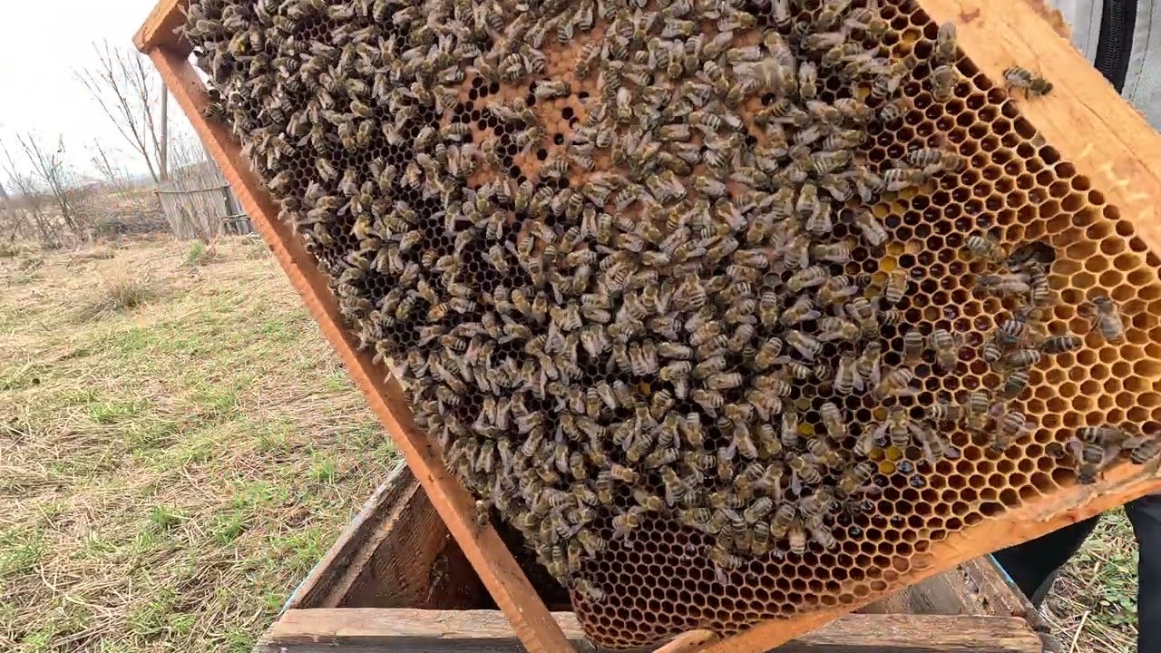 ✅ Главная Весенняя Ревизия на Пасеке! Состояние Семей Карника Штремер! Начало Апреля! #пчеловодство1