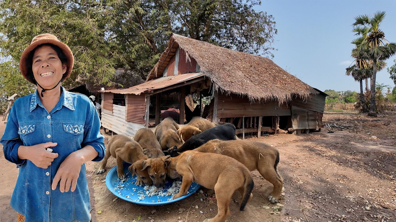 ខែប្រាំងក្ដៅហួតហែង​ ថ្ងៃយកគ្រឿងបរិភោគមកជូនអ៊ុំផាន់​ដែលជាអំណោយរបស់លោកពូរស់នៅសហរដ្ឋអាមេរិច