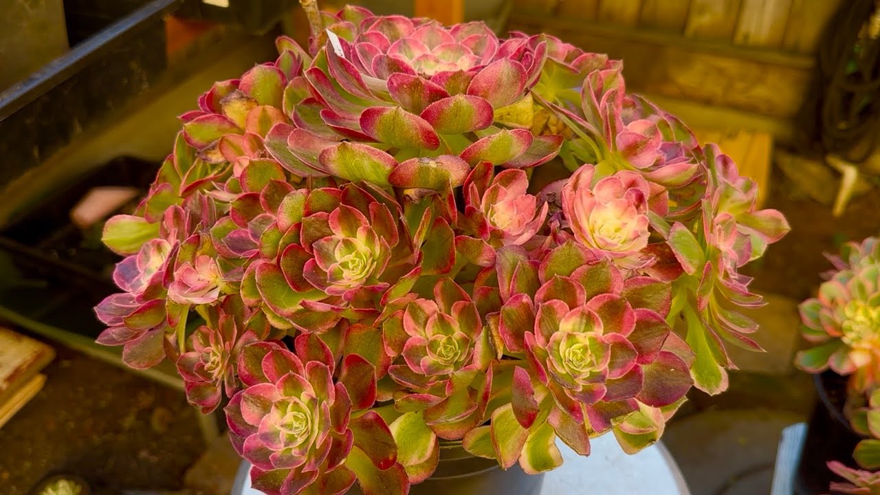 10/28 SUCCULENTS FOR SALE | BÁN SEN ĐÁ | Lele: 408 883 5495