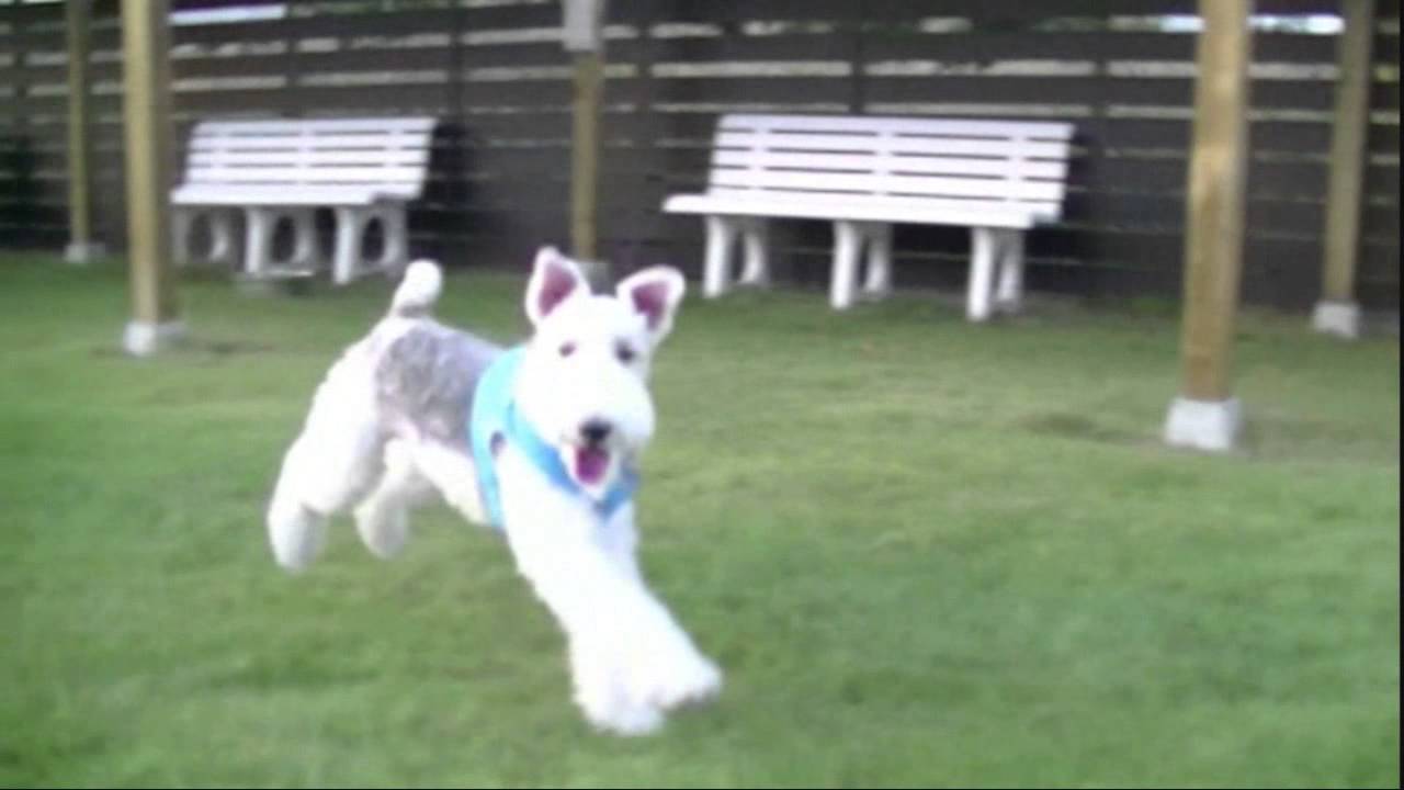 WireFoxTerrier 翼をください