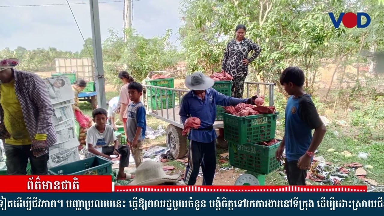 កសិករដាំស្វាយកែវរមៀតនៅខេត្តកំពតមានជីវភាពលំបាកដោយសារតម្លៃកសិផលចុះថ្លៃខ្លាំង