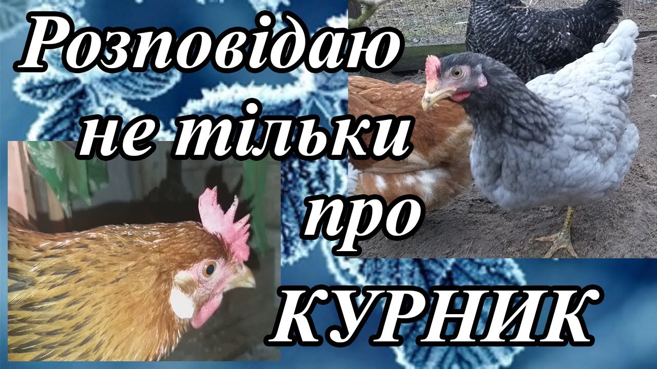 Прибираю курник і розповідаю не тільки про це.