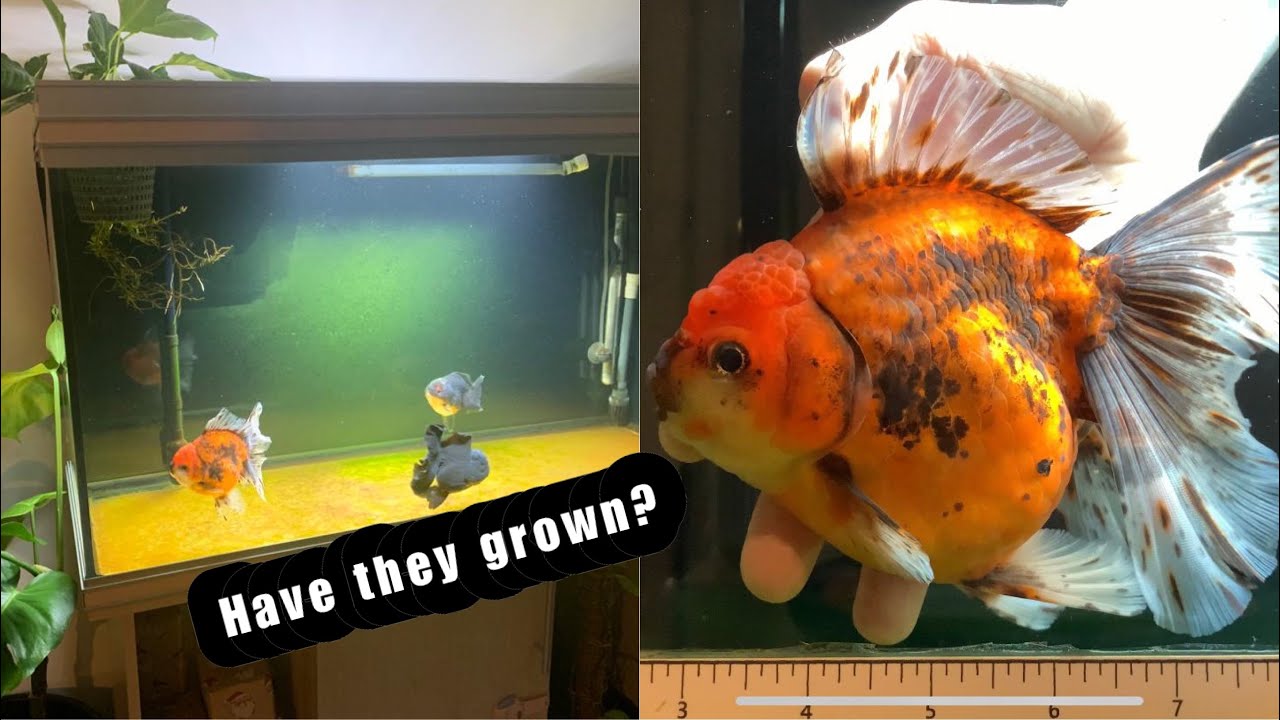 Shane’s VHQ Oranda aquarium | Growth update and tank tour