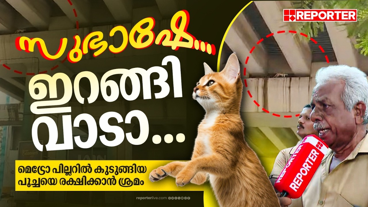 ലെ 'പൂച്ചസെര്‍';ഒരു ആവേശത്തില്‍ കേറിയതാ...ആരെങ്കിലും എന്നെ താഴെയിറക്കെടാ; പൂച്ചയെ രക്ഷിക്കാന്‍ ശ്രമം