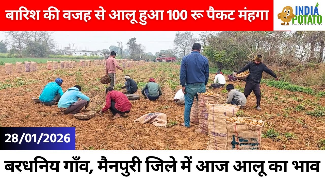 28/01/2026 : बारिश की वजह से आलू हुआ 100 रू पैकट मंहगा | Potato Price in UP - India Potato News