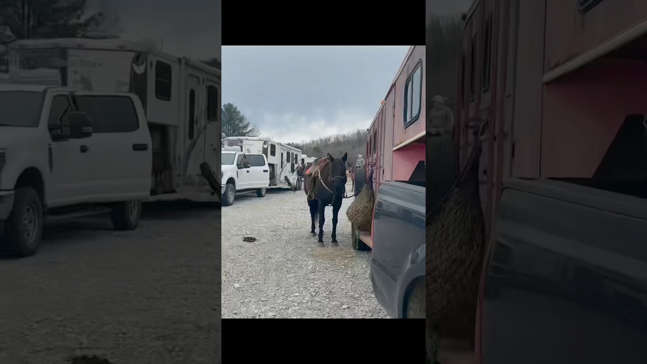 Race day prep! Travel & tack up—quick BTS! Use MARISSAD10 at Rocket Donkey!