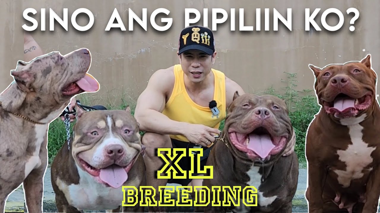 KRONOS OR KINGZILLA?! HEAT NA SI DOLLAR AT ASIA!!! XL American Bully Breeding • Sam Walastik