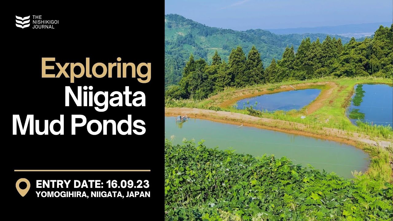 Exploring Niigata Mud Ponds | The Nishikigoi Journal | EP #003