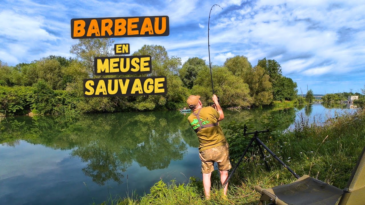 Recherche du barbeau au pied d’un arbre mort immergé