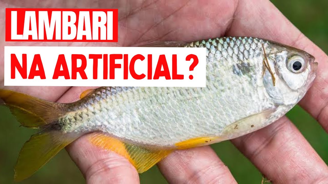 REVELEI O SEGREDO DE COMO PESCAR LAMBARI NA ISCA ARTIFICIAL !!!